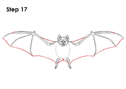 How To Draw A Bat