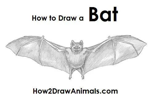 Draw Vampire Bat