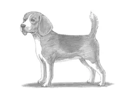 How to Draw a Beagle Dog