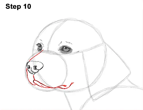 Draw Beagle Dog 10