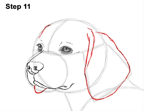 Draw Beagle Dog 11