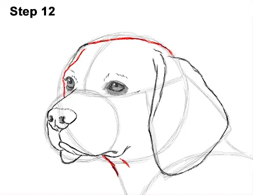Draw Beagle Dog 12