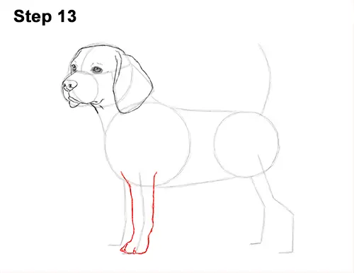 Draw Beagle Dog 13