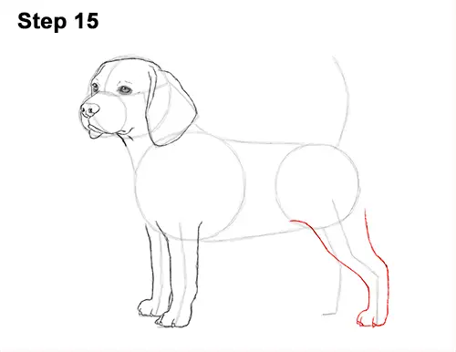 Draw Beagle Dog 15