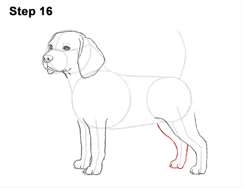 Draw Beagle Dog 16