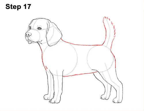Draw Beagle Dog 17