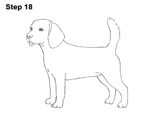 Draw Beagle Dog 18