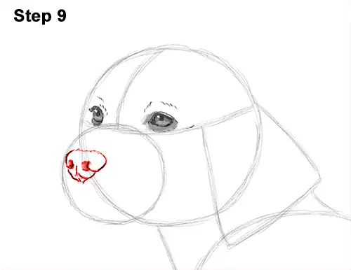 Draw Beagle Dog 9