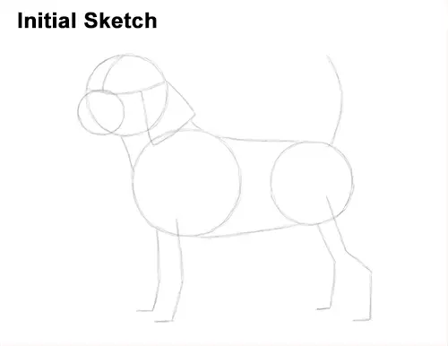 Draw Beagle Dog Initial Sketch