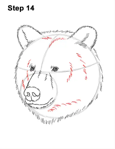 How to Draw a Grizzly Brown Bear Head Portrait 14