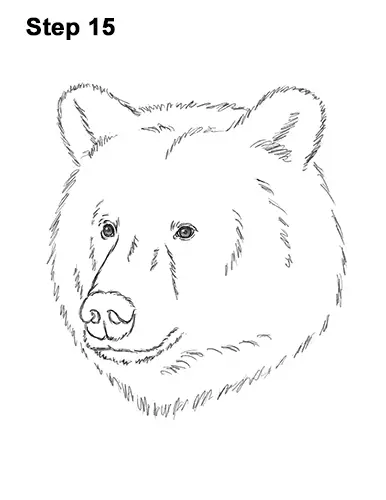 How to Draw a Grizzly Brown Bear Head Portrait 15