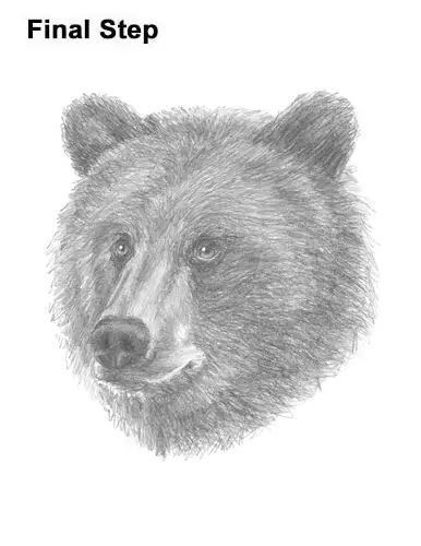 How to Draw a Grizzly Brown Bear Head Portrait