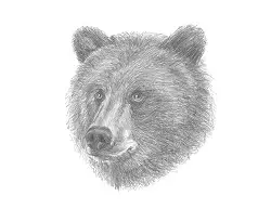 How to Draw a Grizzly Brown Kodiak Bear Head Detail Portrait Face