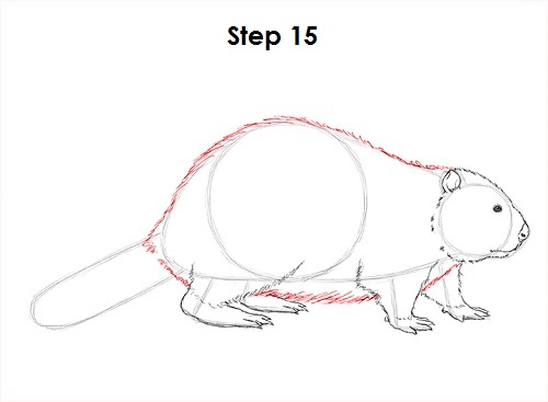 Draw Beaver 15