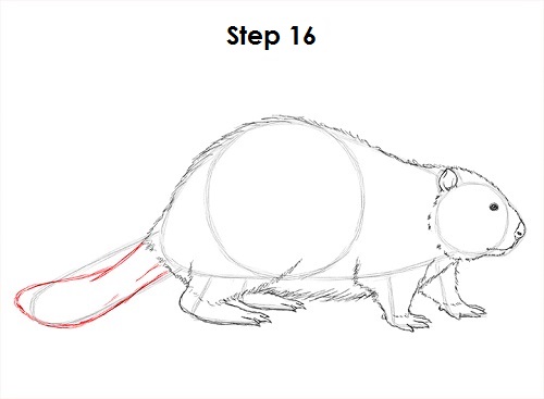 Draw Beaver 16