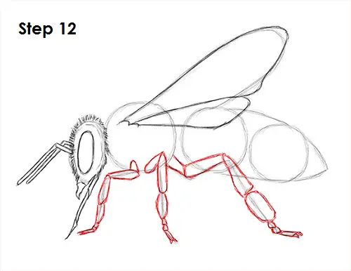Draw Bee 12