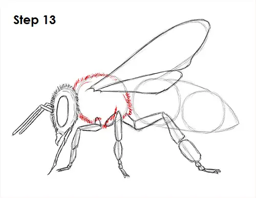 Draw Bee 13