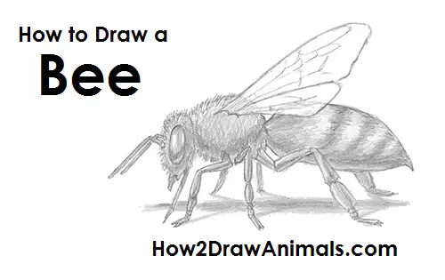 Draw Bee