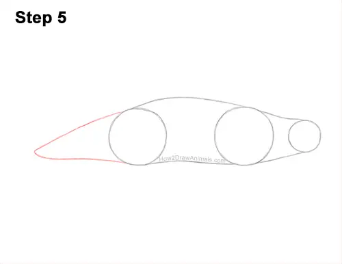 How to Draw a Beluga White Whale 5