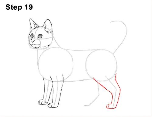 How to Draw a Cat (Bengal)