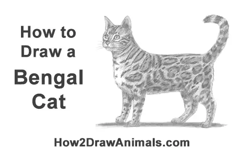 How to Draw a Cat (Bengal)