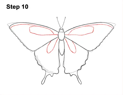 How to Draw a Yellow Eastern Tiger Swallowtail Butterfly 10