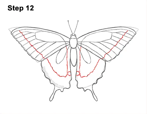 How to Draw a Yellow Eastern Tiger Swallowtail Butterfly 12