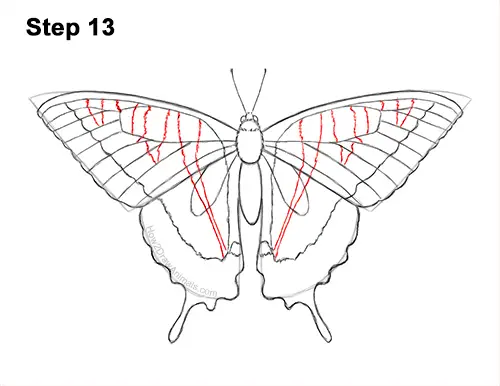 How to Draw a Yellow Eastern Tiger Swallowtail Butterfly 13