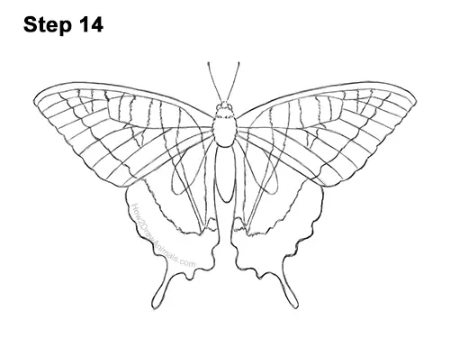 How to Draw a Yellow Eastern Tiger Swallowtail Butterfly 14