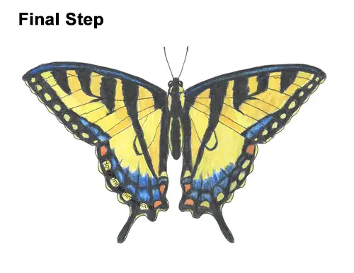 How to Draw a Yellow Eastern Tiger Swallowtail Butterfly