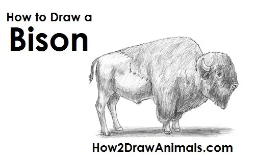 How to Draw an American Plains Bison Buffalo