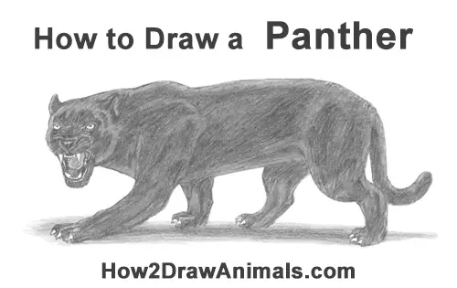 How to Draw an Angry Black Panther Roaring