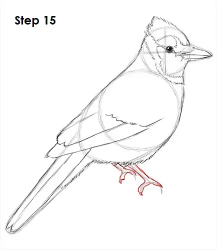 How to Draw a Blue Jay