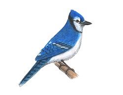 How to Draw a Blue Jay Bird Side View Color