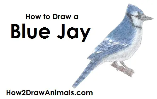 How to Draw a Blue Jay Bird Color Side View