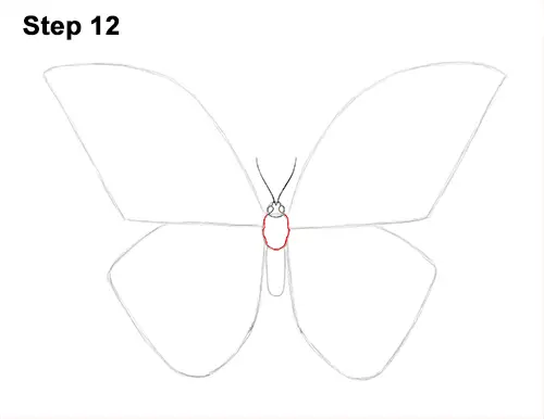 Draw Blue Morpho Butterfly 12
