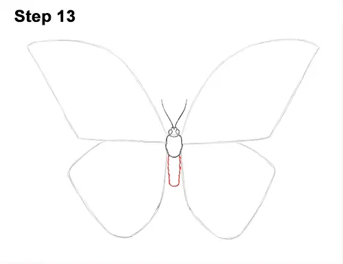 Draw Blue Morpho Butterfly 13