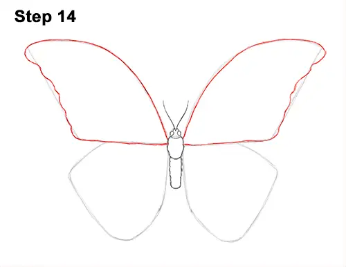 Draw Blue Morpho Butterfly 14