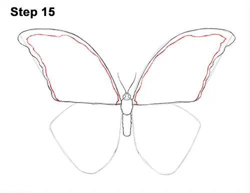 Draw Blue Morpho Butterfly 15