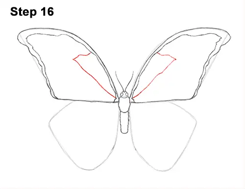 Draw Blue Morpho Butterfly 16