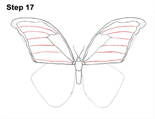 Draw Blue Morpho Butterfly 17