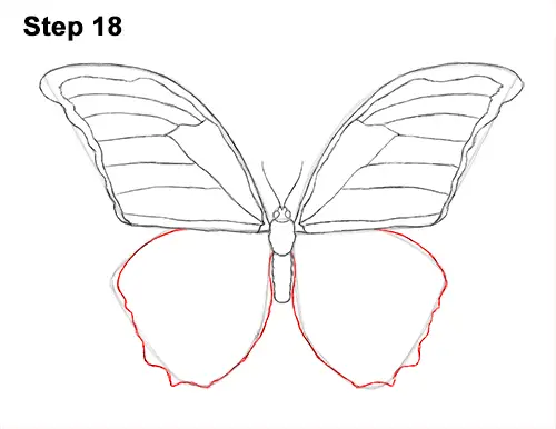 Draw Blue Morpho Butterfly 18