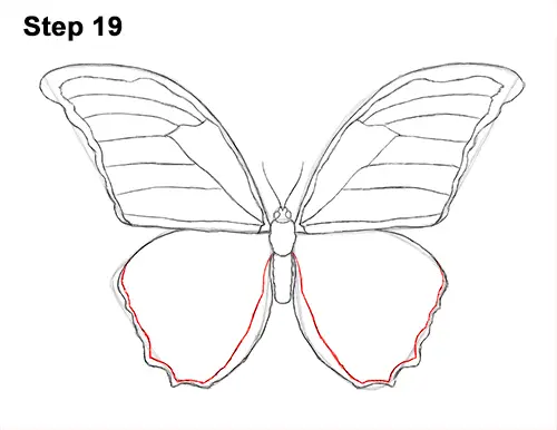 Draw Blue Morpho Butterfly 19