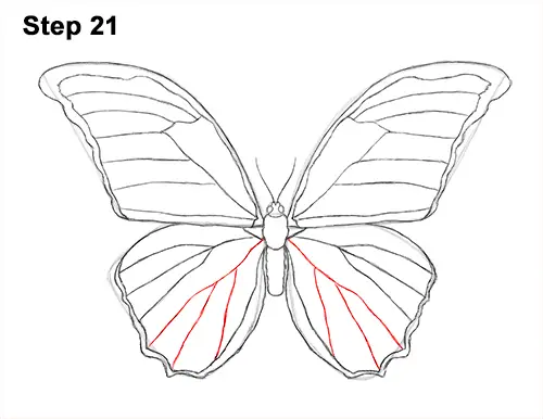Draw Blue Morpho Butterfly 21