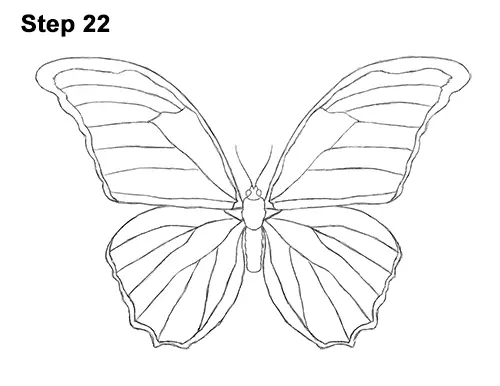 Draw Blue Morpho Butterfly 22
