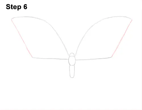 Draw Blue Morpho Butterfly 6