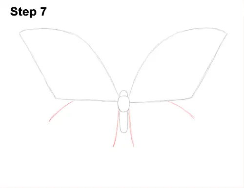 Draw Blue Morpho Butterfly 7