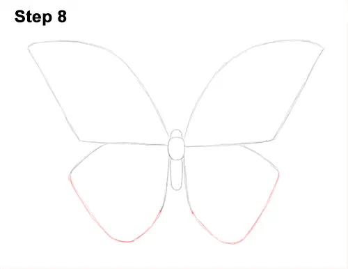 Draw Blue Morpho Butterfly 8