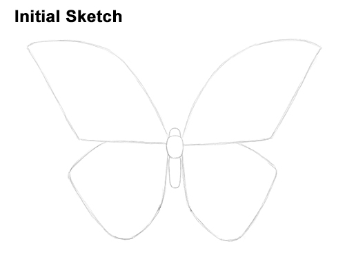 Draw Blue Morpho Butterfly Sketch
