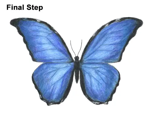 Draw Blue Morpho Butterfly